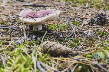Emerging from the trees in the forest of mushrooms