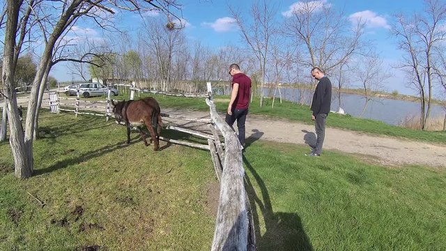 Men and donkey,frendship and cuddling