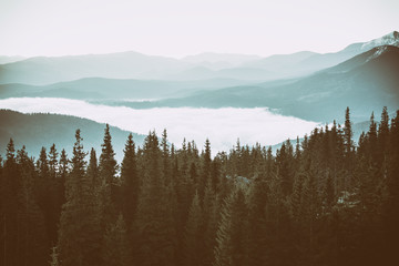 Obrazy  Mglisty poranek krajobraz z pasmem górskim i lasem jodłowym w hipsterskim stylu retro vintage