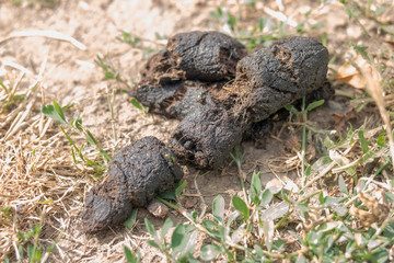 Dog Poop on the ground with flies, selective focus