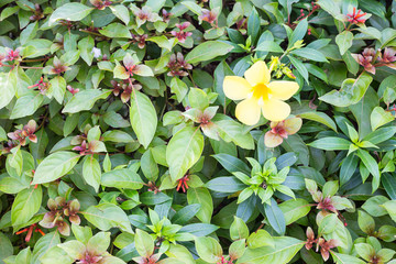 Allamanda cathartica on Firebush background