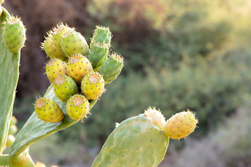 Close up of prickly pears, Crete, Greece.
