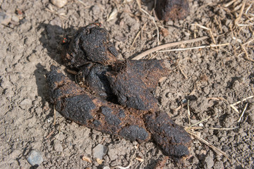 Dog Poop on the ground with flies, selective focus