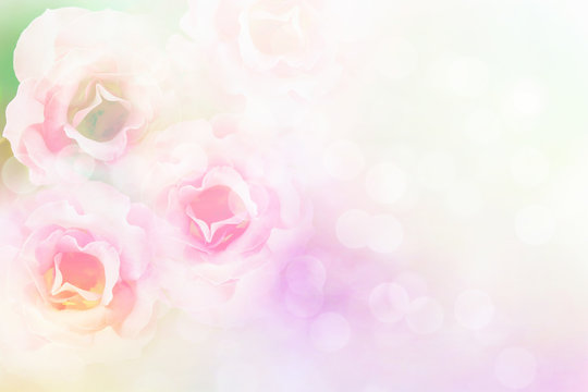 soft pink roses flower vintage pastel and filter background with copy space 