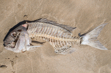 A dead tropical fish washed up on a golden sandy beach, with its spine and bones exposed. The fish has been half eaten by predator fish.