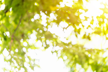 Obraz premium Blurry bokeh photo taken under the tree