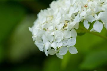 Beautiful white flowers growing in the garden. Vibrant summer scenery. Shallow depth of field closeup photo.