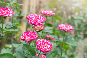 Beautiful Pink and white roses tree in the garden