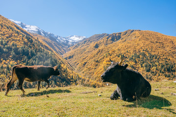 autumn landscape of the mountains in Georgia