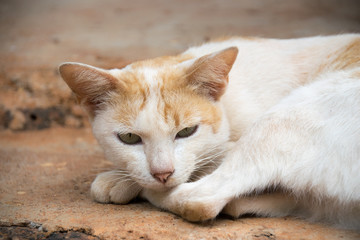 Close up white thai cat is sleeping on floor