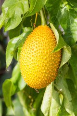 Gac fruit hung on the vine