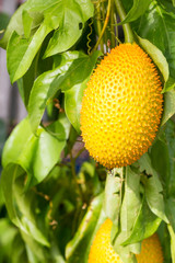 Gac fruit hung on the vine