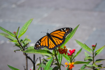 Schmetterling in freiher Wildbahn