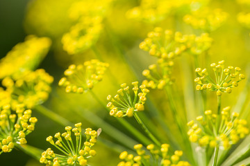 Bright dill flower closeup. Dills flowering in the garden in summer. Good spice for food. SHallow depth of field photo.