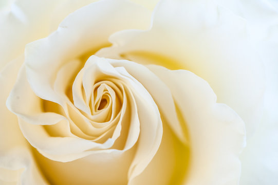 Cream rose macro. Greeting card, greeting, background, texture. Flower pattern.
