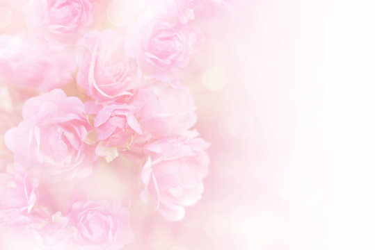 Fototapeta soft pink roses flower vintage background with copy space 