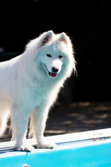 Samoyed dog in a garden