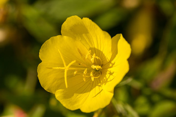 Bright yellow flowers growing in the summer garden. Beautiful flower closeup. Shallow depth of field macro photo.