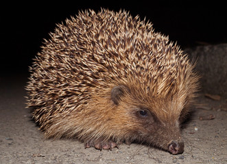 A nocturnal hedgehog in the dark of the evening looking for slugs and food.