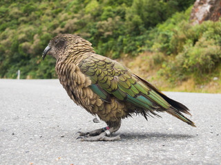 The very rare Kea alpine parrot bird from new zealand. Kea birds are in decline and are classes as a vulnerable species. New zealand parrot.