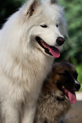 Samoyed dog in a garden