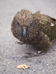 The very rare Kea alpine parrot bird from new zealand. Kea birds are in decline and are classes as a vulnerable species. New zealand parrot.