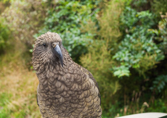 The very rare Kea alpine parrot bird from new zealand. Kea birds are in decline and are classes as a vulnerable species. New zealand parrot.