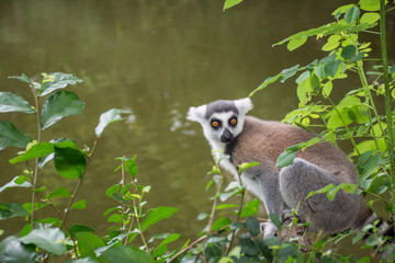 lemur