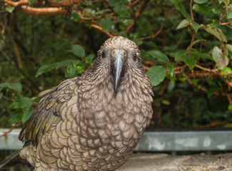 The very rare Kea alpine parrot bird from new zealand. Kea birds are in decline and are classes as a vulnerable species. New zealand parrot.