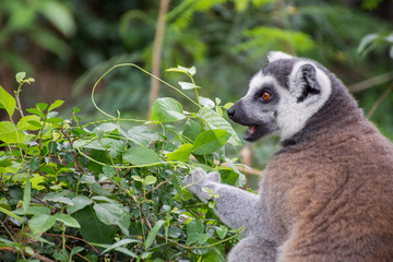 lemur