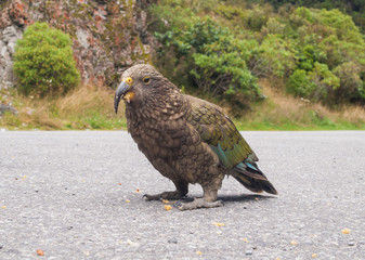 The very rare Kea alpine parrot bird from new zealand. Kea birds are in decline and are classes as a vulnerable species. New zealand parrot.