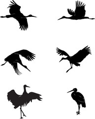 stork, bird, white, black, vector