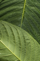 Green leaves texture, close up