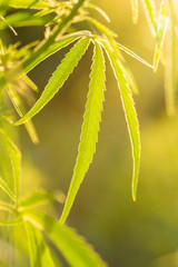 A beautiful cannabis growing in the garden. Hemp leaves closeup. Shallow depth of field photo.