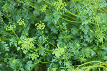 イタリアン・パセリ