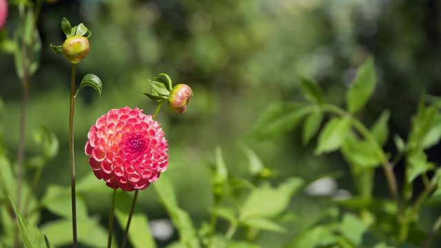 dahlias swaying in the wind.