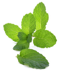 Fresh mint leaves isolated on white background