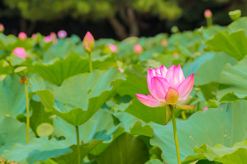 Obraz premium The Lotus Flower.Background is the lotus leaf and lotus bud and lotus flower and tree.Shooting location is Yokohama, Kanagawa Prefecture Japan.