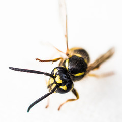 Close-up einer Wespe