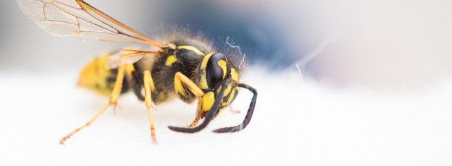 Close-Up einer Wespe