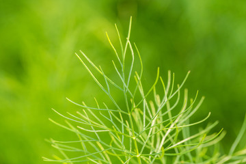 Beautiful green fresh leaves growing in the garden. Summertime closeup. Shallow depth of field photo.