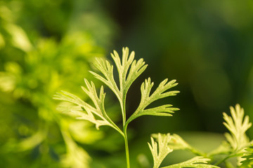 Beautiful green fresh leaves growing in the garden. Summertime closeup. Shallow depth of field photo.