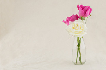 Pink and white roses in glass vase, selective focus with copy space