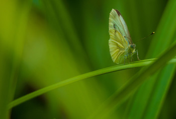 Der weiße Schmetterling auf dem Gras