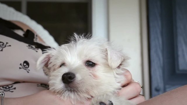 Close up of West Highland Puppy resting on womans lap