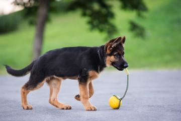 german shepherd puppy walking with a toy ball