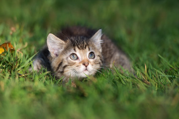 Naklejka na ściany i meble funny tabby kitten posing on grass