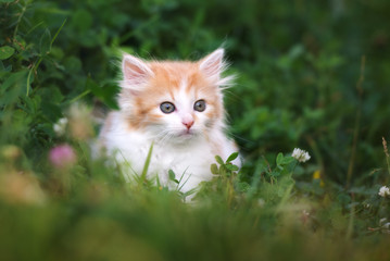 fluffy kitten posing on grass
