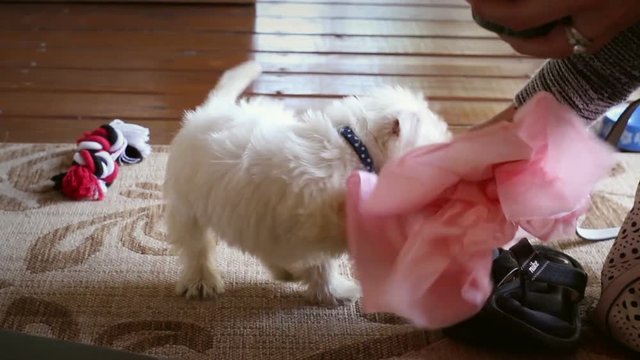 Cute Little West Highland Puppy plays with tissue paper on porch during party