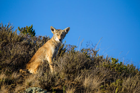 Kojote (Canis latrans) in der Golden Gate National Recreation Area n&ouml;rdlich von San Francisco, Kalifornien, USA.